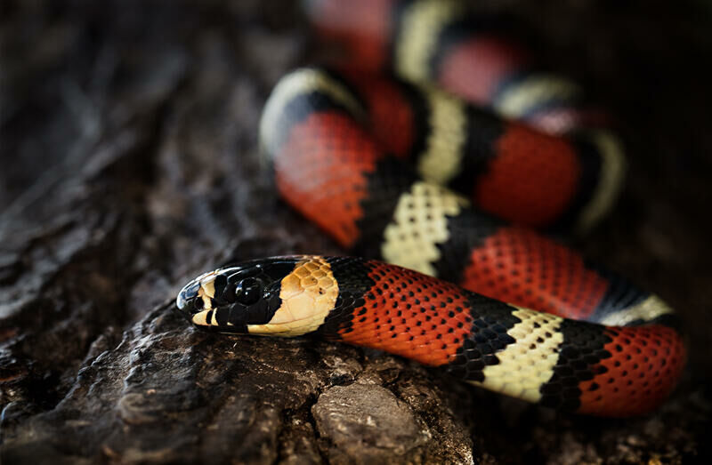 Imagem do King Snake